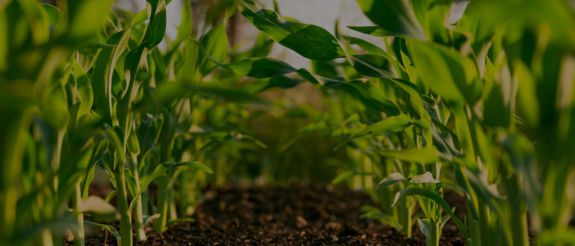farming plantation