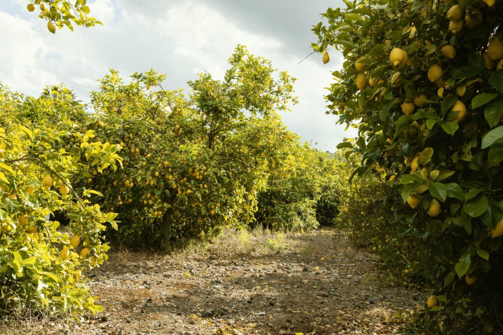lemon plantation of group farming by gmk sterling properties